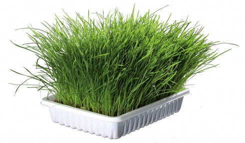 Iarba bio pentru pisici Trixie 100g